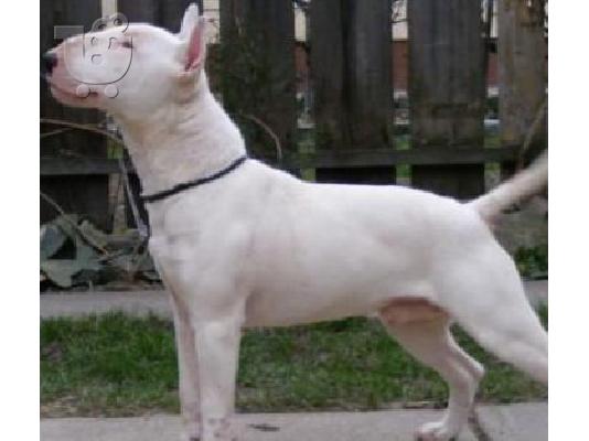 Bull terrier καθαρόαιμα επιλογής